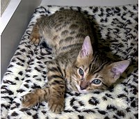 SierraGold Bengals: Lancelot, tired after play.<br>